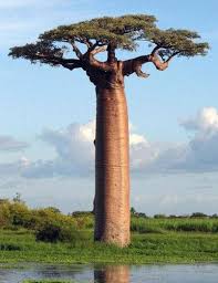 baobabu